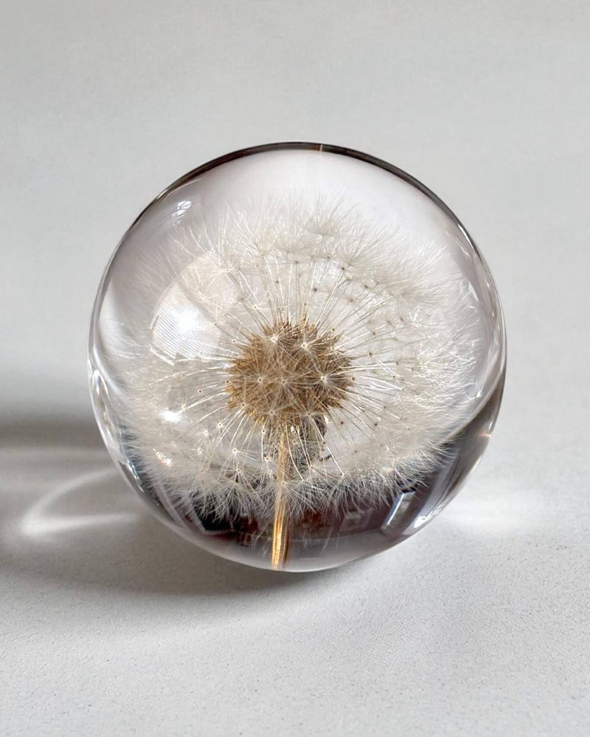 Everlasting Dandelion Sphere 70mm
