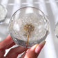 Everlasting Dandelion Sphere 70mm
