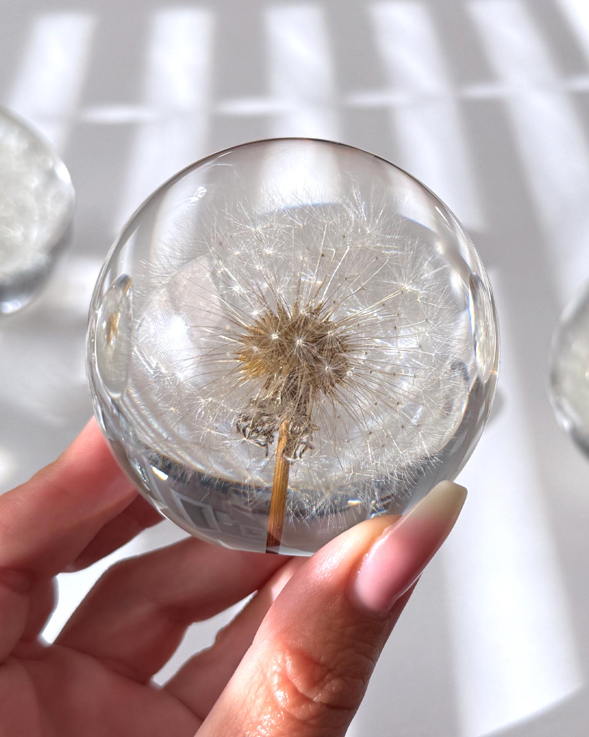 Everlasting Dandelion Sphere 70mm