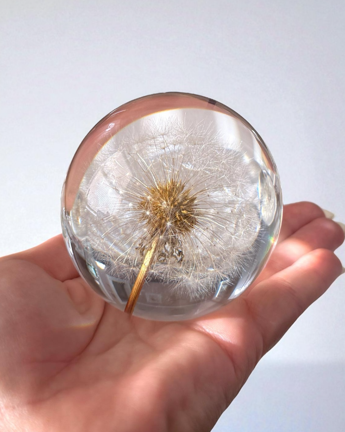 Everlasting Dandelion Sphere 70mm
