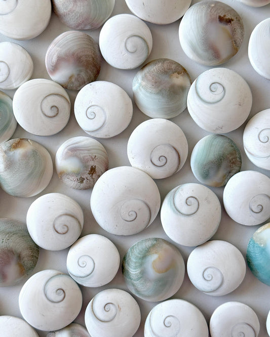 Shiva Eye Shell Palm Stone