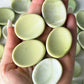 Smooth Serpentine Worry Stone