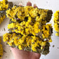 Yellow Sinuata and Rosemary Bundle