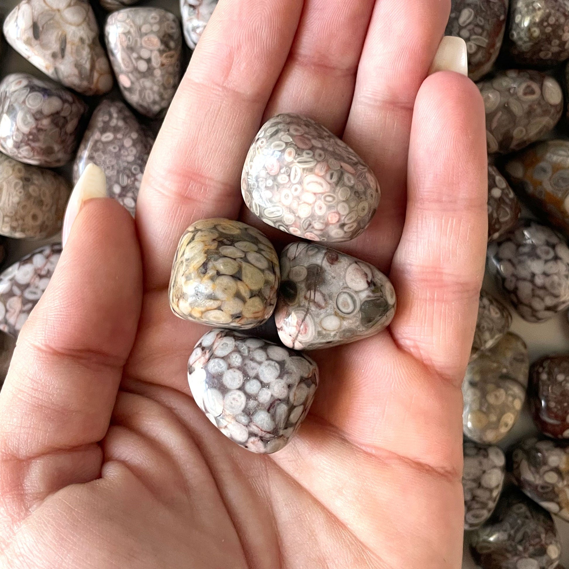 White Leopardskin Jasper Tumbled Stone | Shamanic Journeying | Stability | Accepting Change - Sole Luna