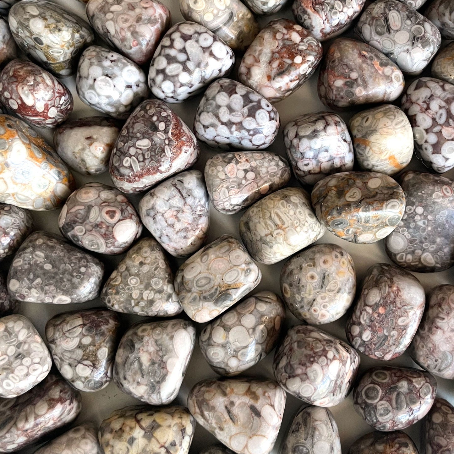 White Leopardskin Jasper Tumbled Stone | Shamanic Journeying | Stability | Accepting Change - Sole Luna