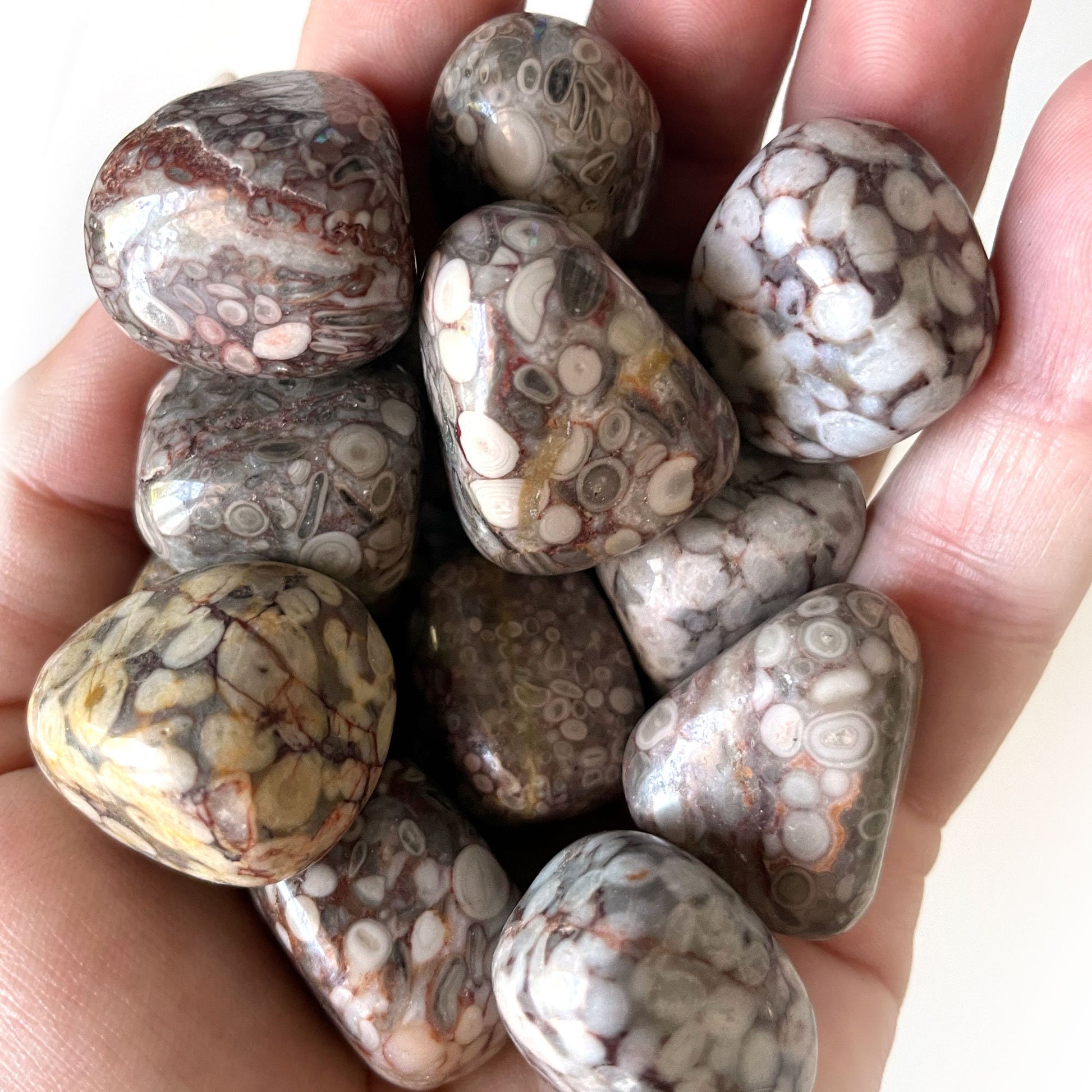 White Leopardskin Jasper Tumbled Stone | Shamanic Journeying | Stability | Accepting Change - Sole Luna