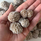 Desert Rose Selenite from Mexico | Gypsum | Purification | Detoxification | Protection | Intuition | Clears Negativity - Sole Luna